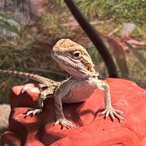 Meet your Posher, Dayna